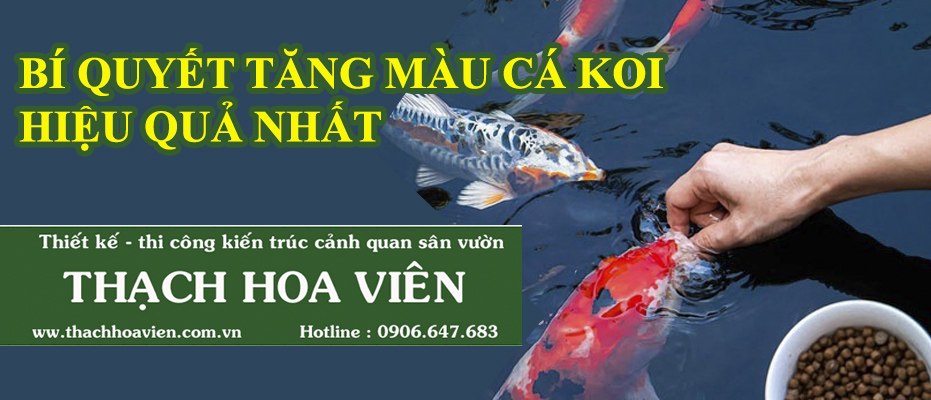 Bí Quyết Tăng Màu Cá Koi 